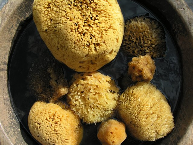 4 MIX NATURAL SPONGE 4-6cm (FÖR ANSIKTET) 4 MIX NATURAL SPONGE 4-6cm (FÖR ANSIKTET)